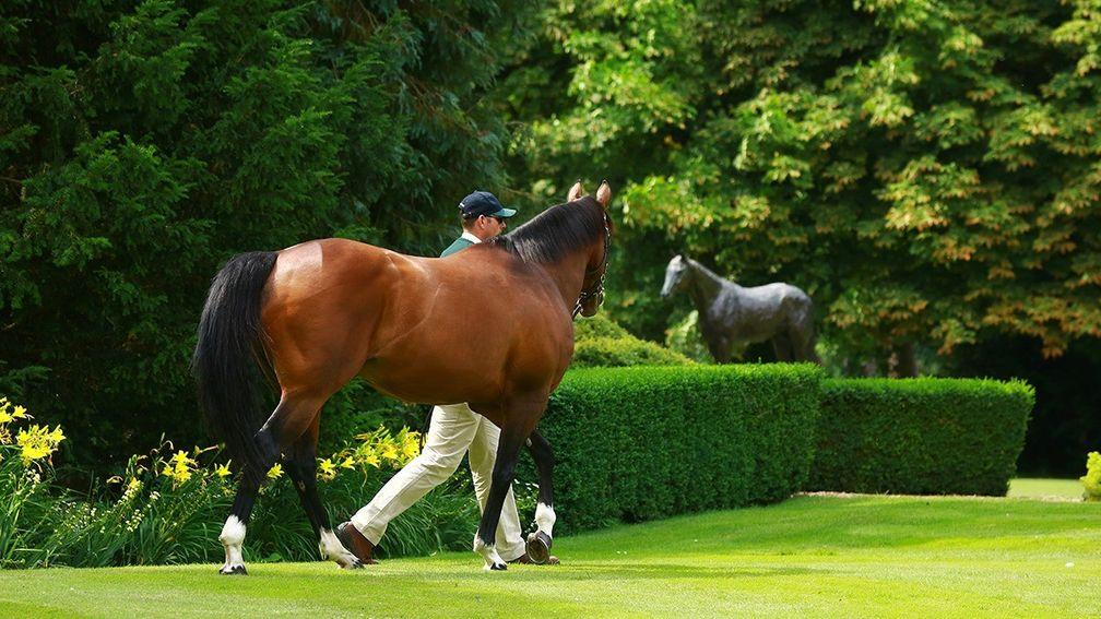 Frankel: the only sire represented by three winners at Royal Ascot