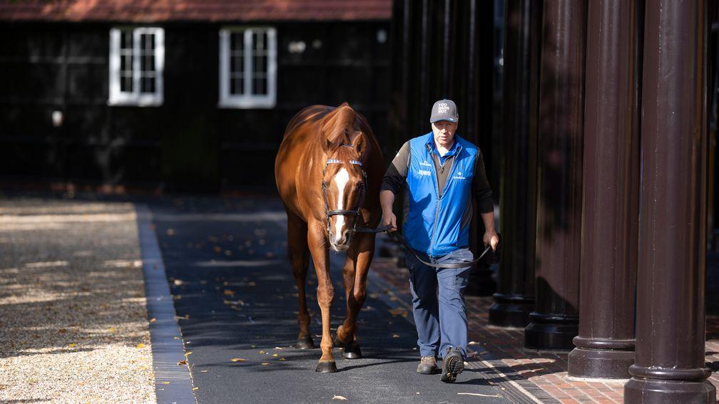 Masar: Derby winner from the family of Urban Sea won in May of his two-year-old career
