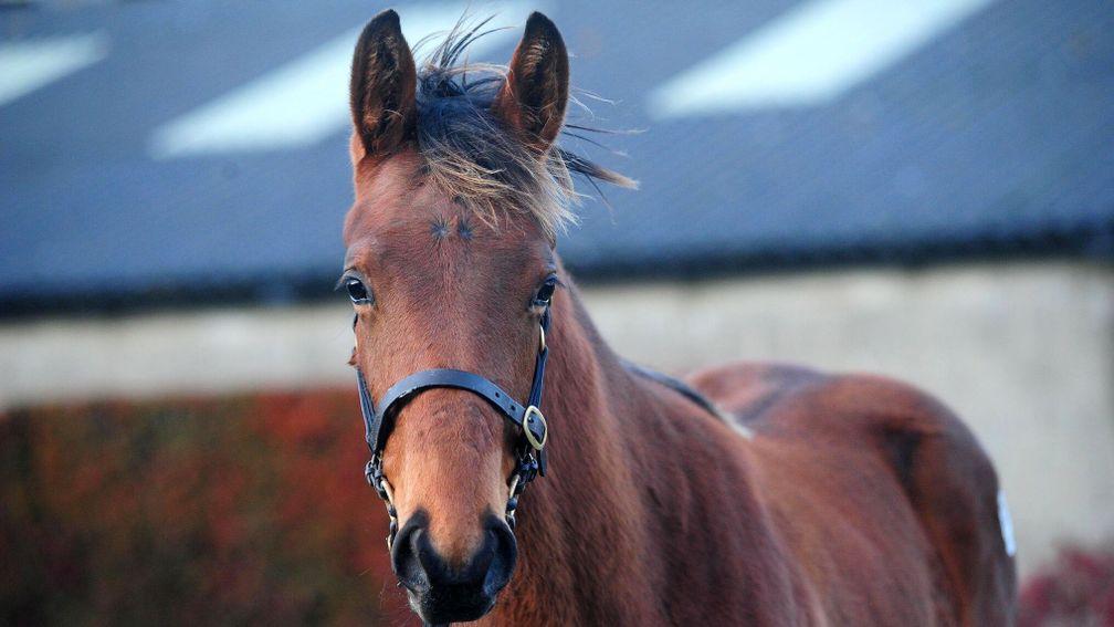 The Flemensfirth colt who stole the show at Tattersalls Ireland on Monday