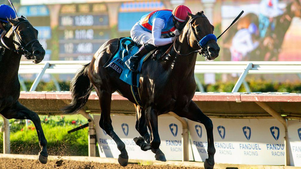 Arabian Knight: favourite for the Breeders' Cup Classic at Santa Anita