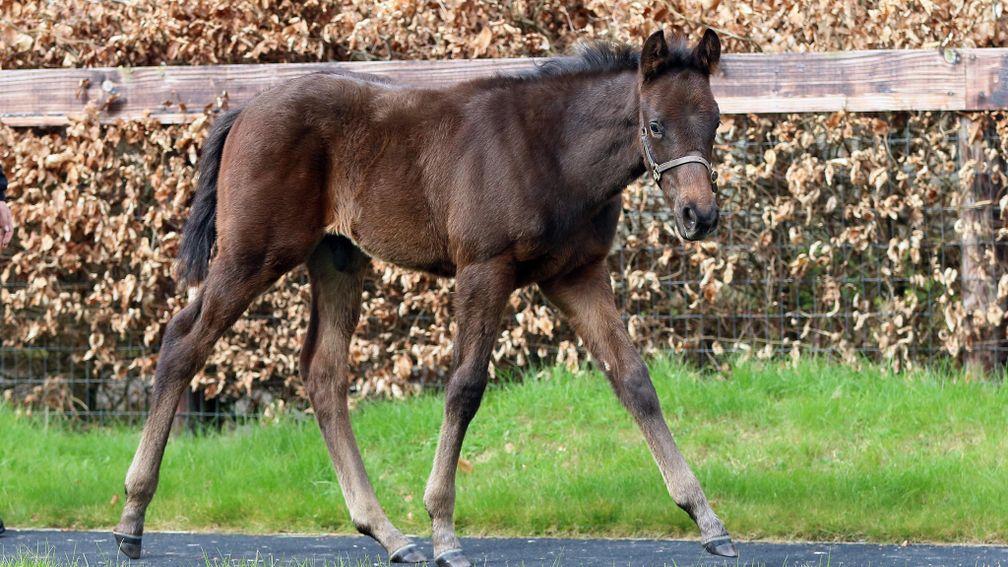 Baroda Stud's Lucky Vega filly out of Bubbling Up