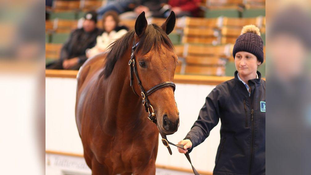 The son of Dubawi and Voleuse De Coeurs topped the Tattersalls December Yearling Sale