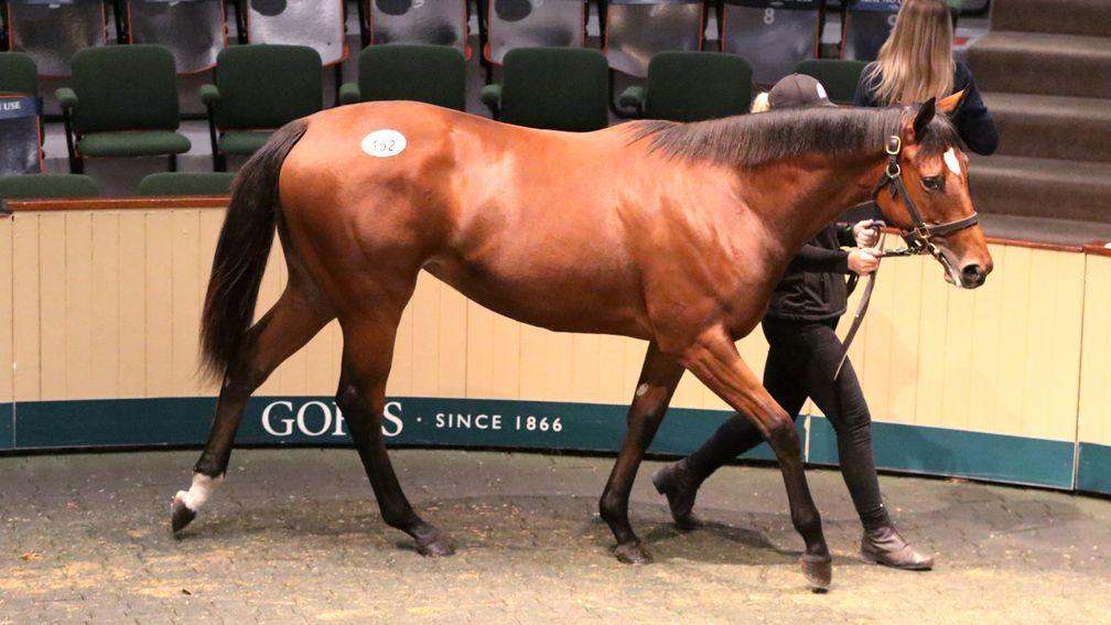 Lot 152: the Galileo filly out of Nickname who fetched €1,500,000 from Coolmore's MV Magnier
