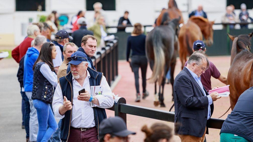 The Arqana August Sale is happily back in Deauville after last year's disruption