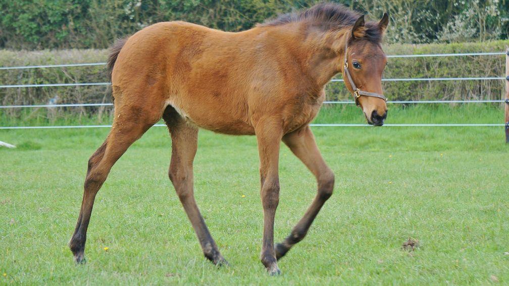 Chapel Stud's Planteur filly out of Toubeera

