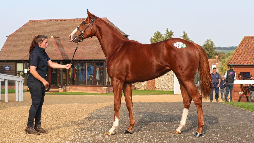 Lot 451: the Exceed And Excel half-sister to Zain Claudette after selling for £200,000