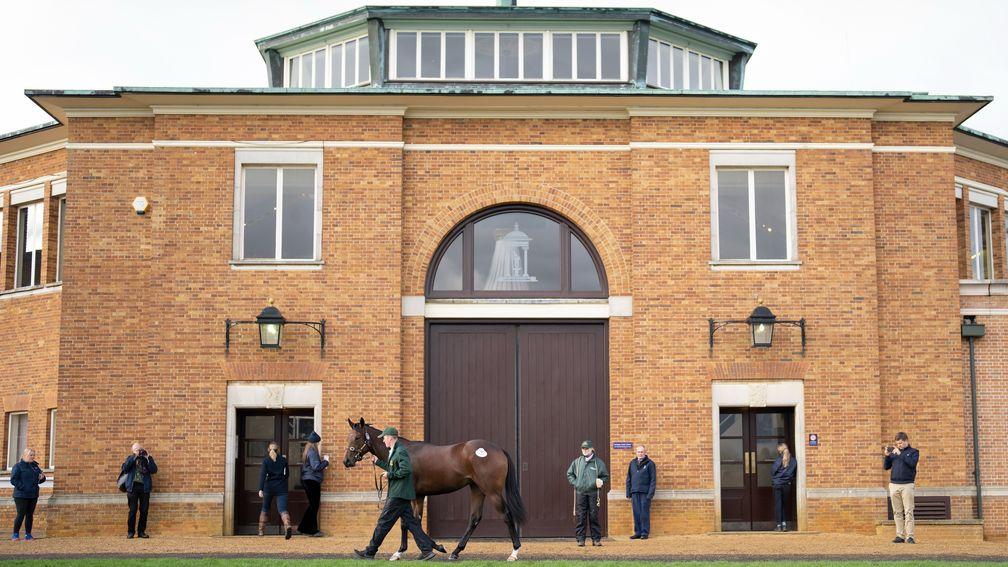 The Tattersalls December Yearling Sale catalogue is out