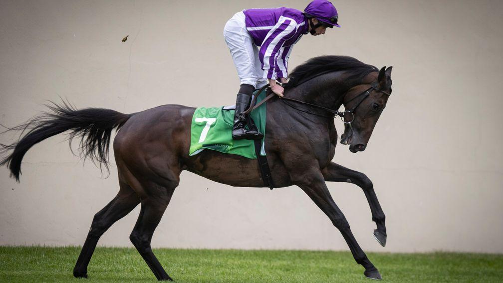Pink Dogwood: one of four likely runners for Aidan O'Brien