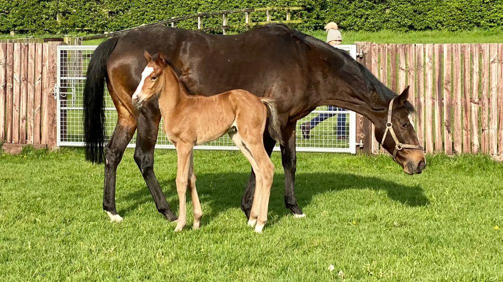 Goldford Stud's Nathaniel colt out of One Gulp, the last foal bred by Richard Aston to be born before he passed away