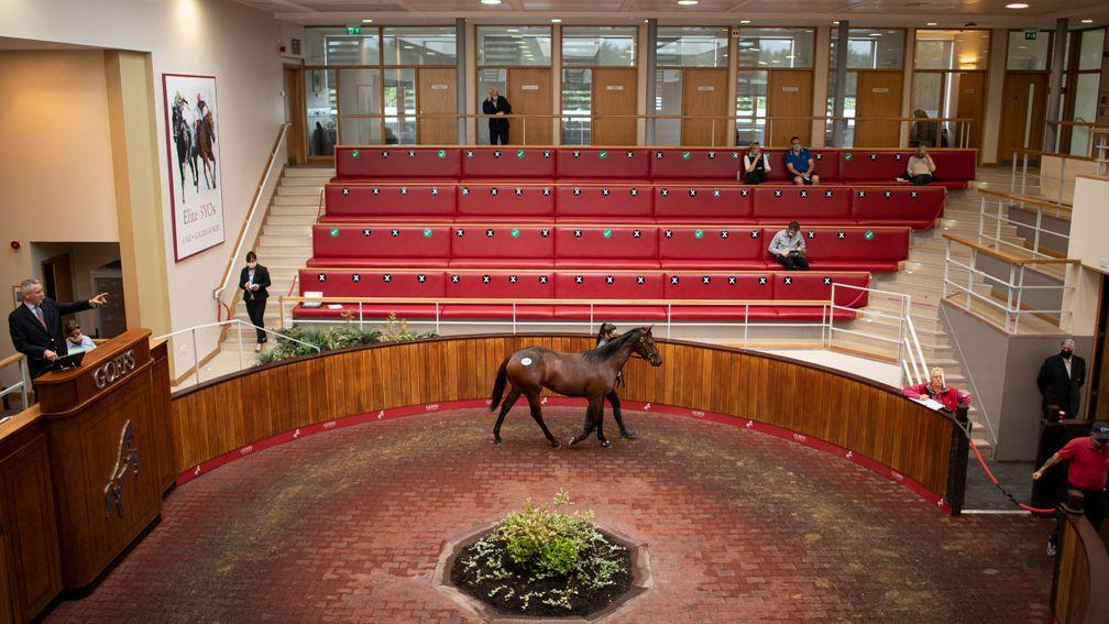 The scene in the socially distanced Goffs UK sales ring during the Premier Yearling Sale