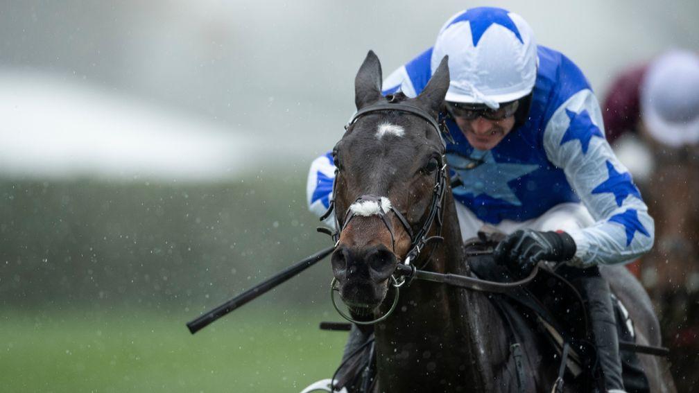 Kemboy: favourite for the Punchestown Gold Cup