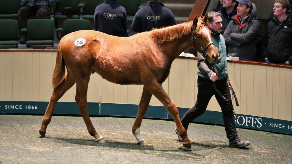 Lot 745: the sale-topping son of Dubawi takes his turn in the ring