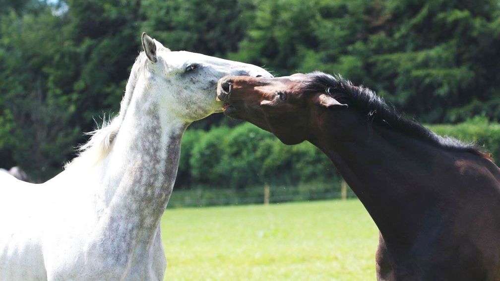 Wallace Spirit (left) pictured here with current Champion Chase favourite Altior