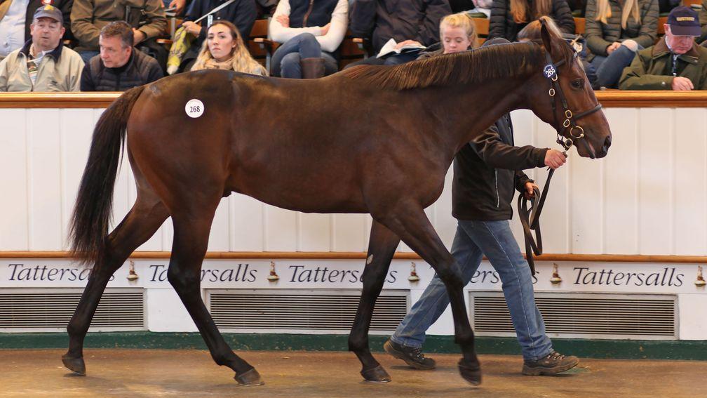 Oneliner Stables' Sea The Stars colt sells to Godolphin for 725,000gns