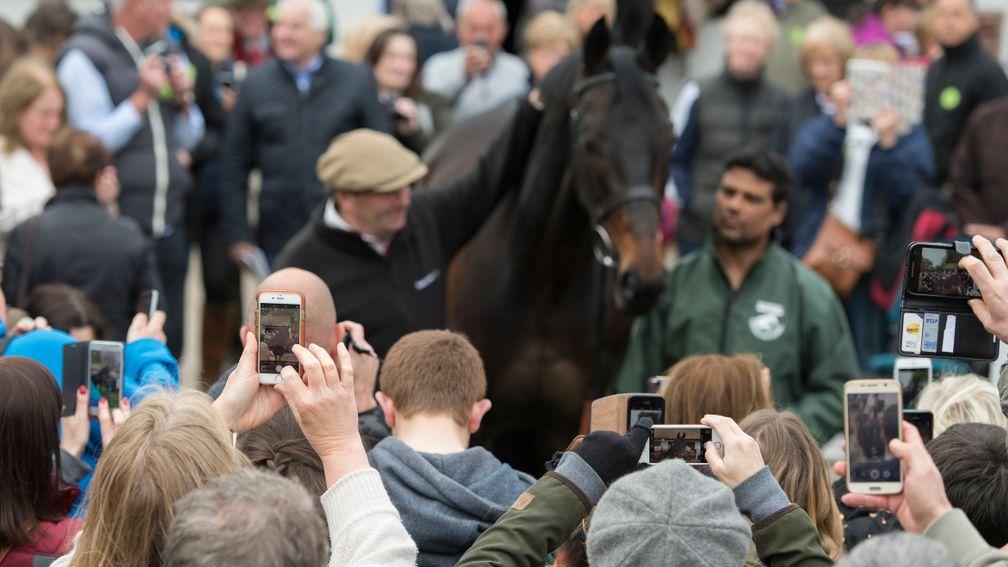 Main attraction: Sprinter Sacre poses at the open day in 2017