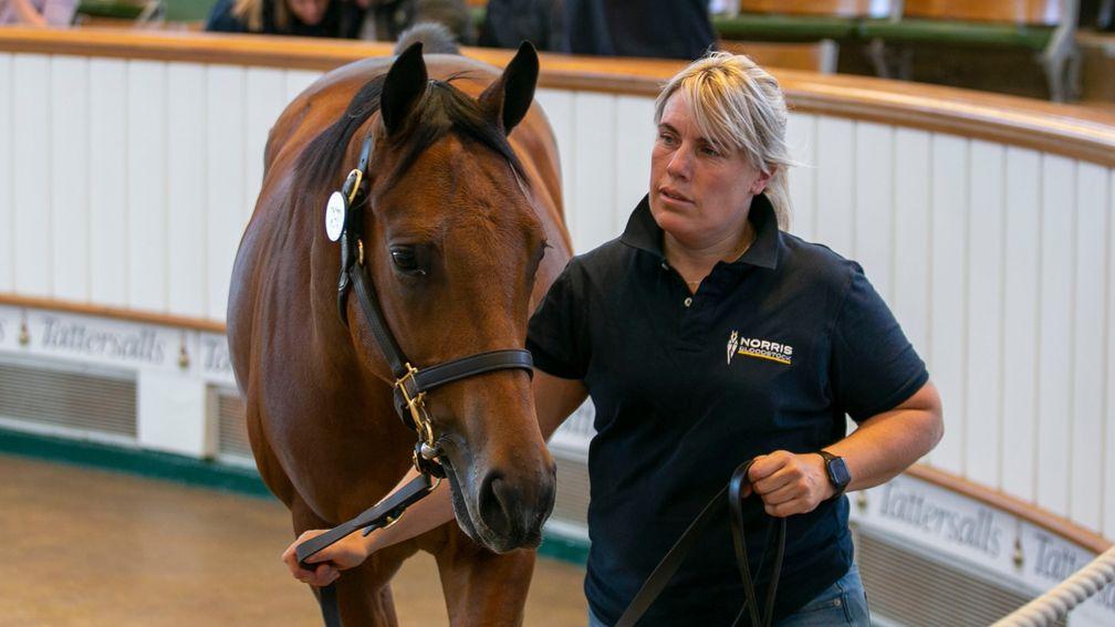 The Dubawi half-brother to Tropbeau pictured selling at Book 1 for 1,000,000gns to John Dance's Manor House Farm