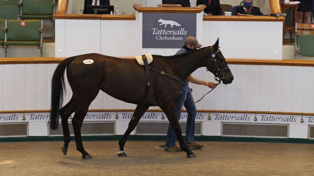 Au Fleuron in the Park Paddocks sales ring, where he was knocked down to Bective Stud and Gordon Elliott at £220,000