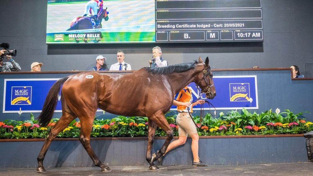 Melody Belle: sale-topper at the Magic Millions Gold Coast National Broodmare Sale