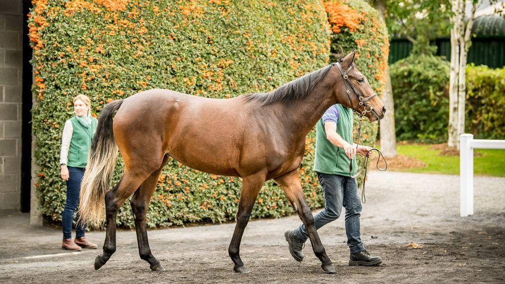 The Galileo ex Green Room filly strutting her stuff at Goffs
