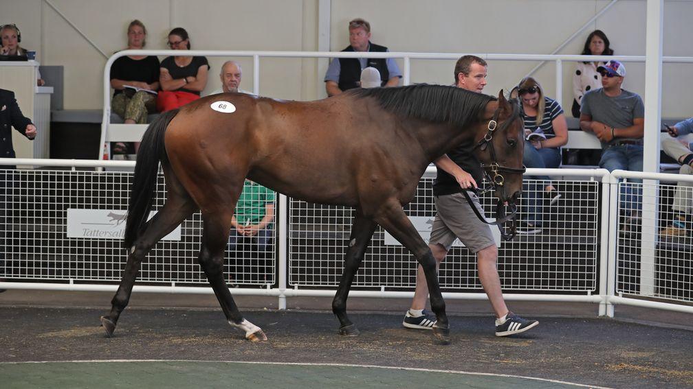 Lot 68: the sale-topping Showcasing filly in the Ascot ring