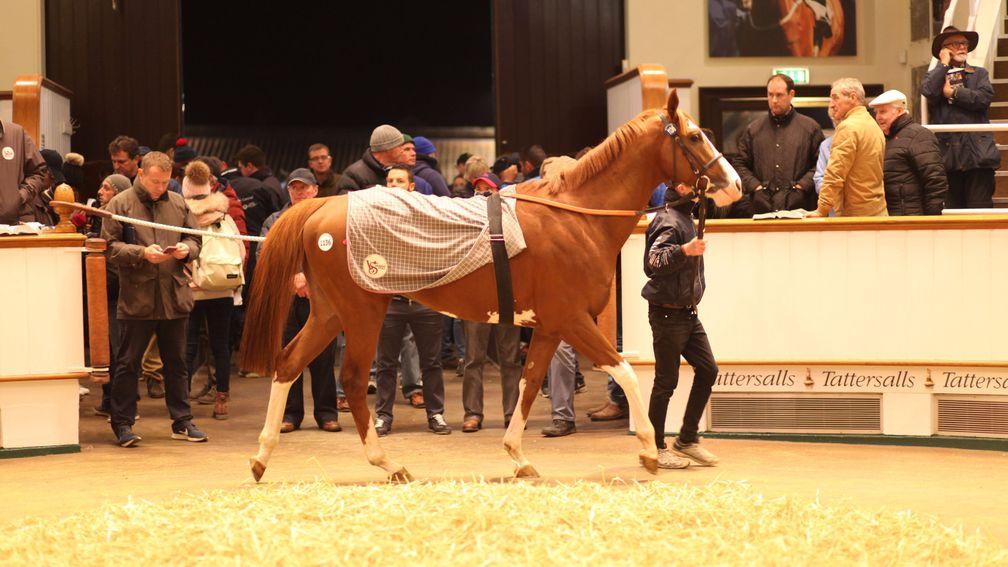 Solomon's Bay will continue his career in Hong Kong after Rupert Pritchard-Gordon landed the son of Exceed And Excel at 390,000gns