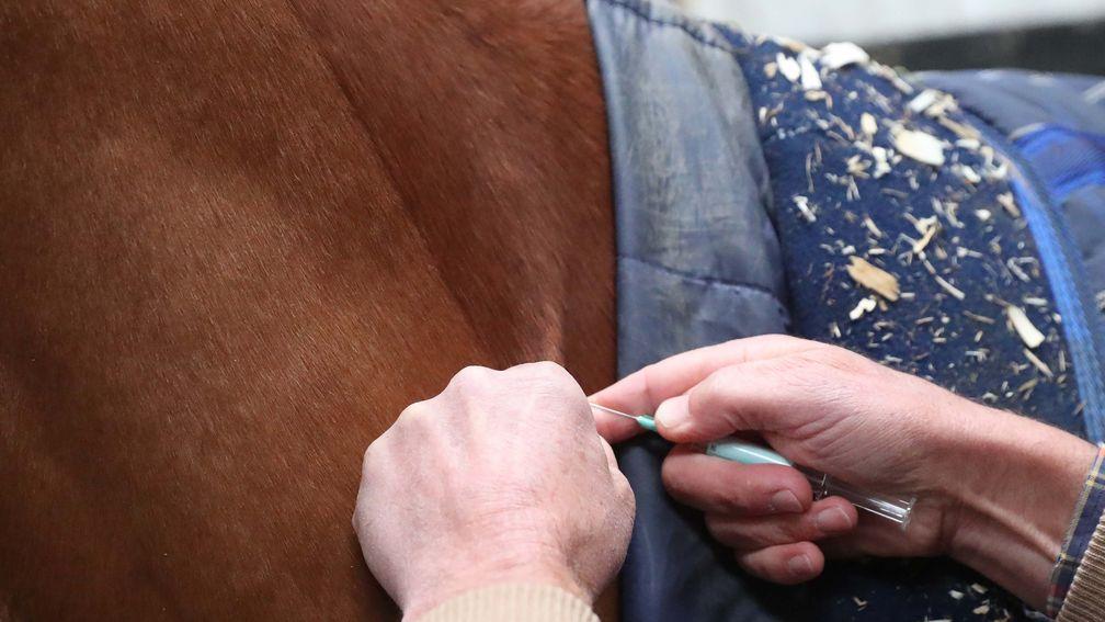 A horse at Iain Jardine's yard is injected with the vaccine as a precaution