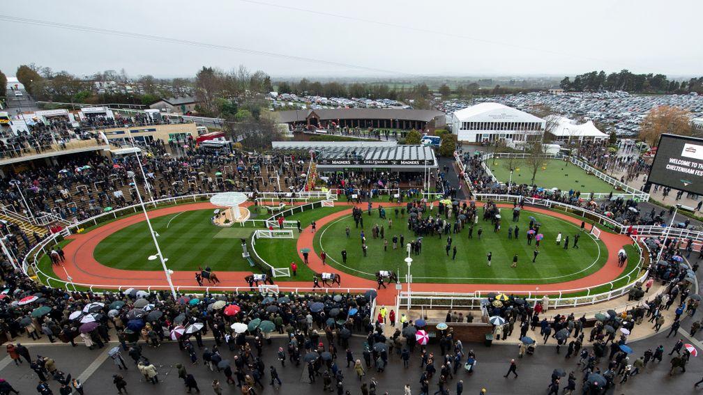 Cheltenham: owner in trouble for filming in the paddock