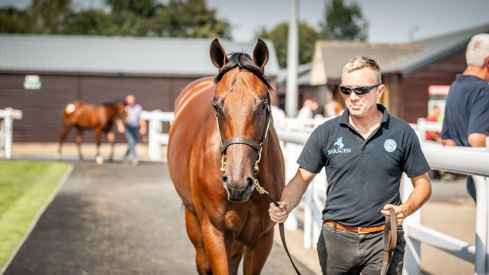The Kingman colt out of Shamandar sold to Coolmore for £440,000