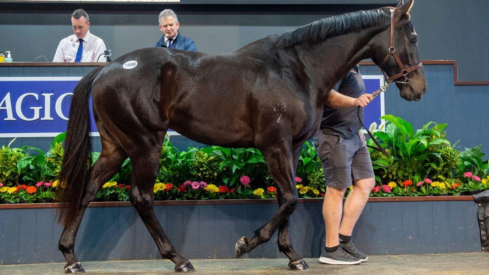 A Lonhro colt named Noble Privilege was the day's highest seller