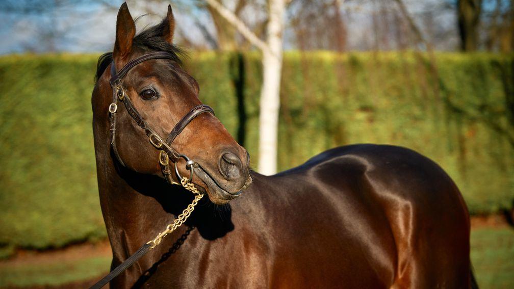 Lope Y Fernandez: the National Stud sire welcomed his first foals this week