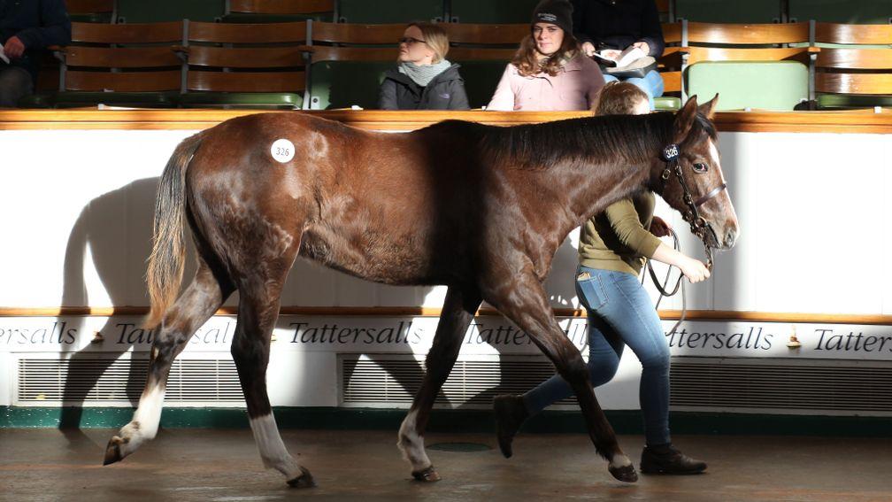 Lot 326: the 65,000gns El Kabeir colt in the ring at Tattersalls