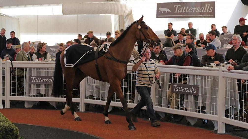 Wide Receiver taking it all in at the Tattersalls Cheltenham February Sale