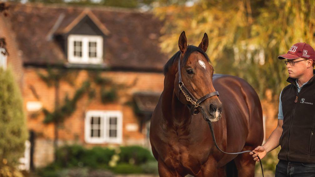 Havana Gold: sire of 27 stakes performers