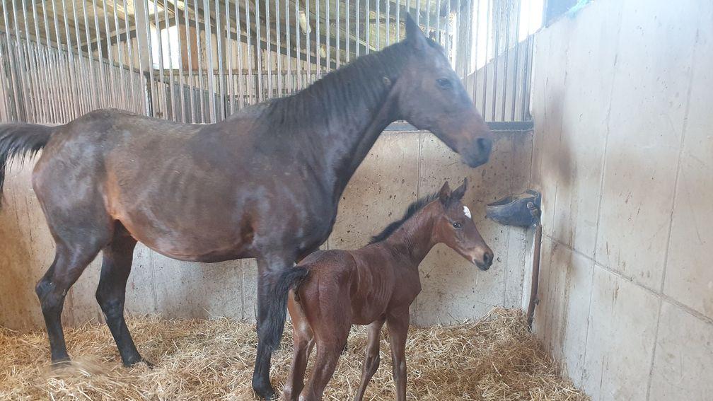 John Bowe's Maxios filly, the final foal out of the top-class Solerina