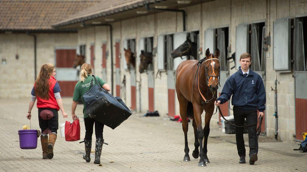 Strict hygiene on yards both at home and at the racecourse is vital