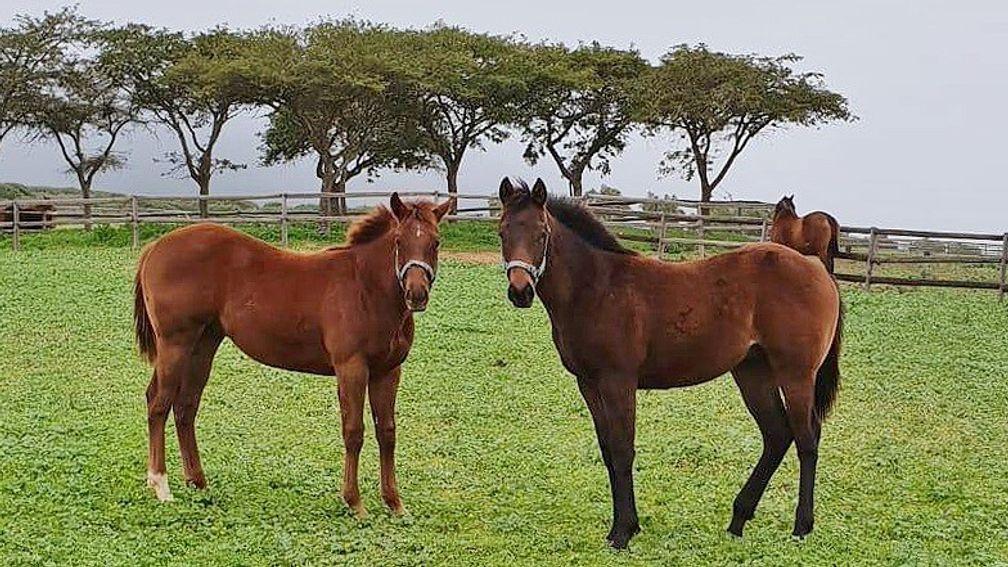 Right: Halfway To Heaven's rising yearling colt by Silvano, a brother to Hawwaam