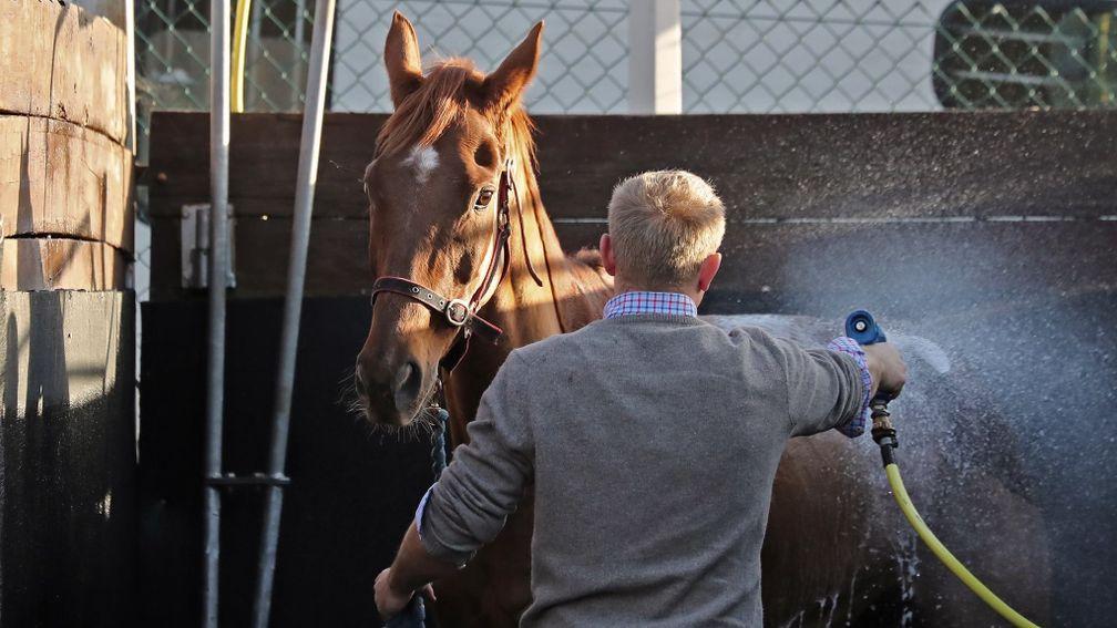 A form horse is hosed down at last year's November Sale