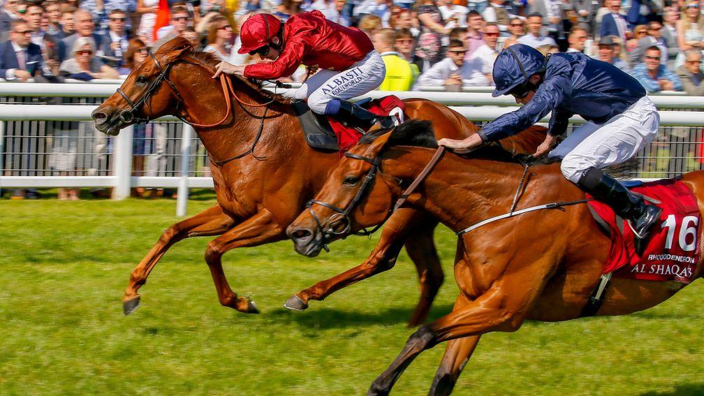 Rhododendron pips Lightning Spear in the Lockinge