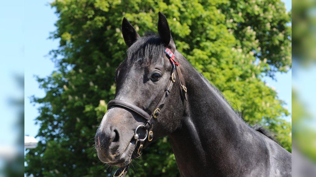 Gutaifan: leading first-season sire by number of European winners with 17