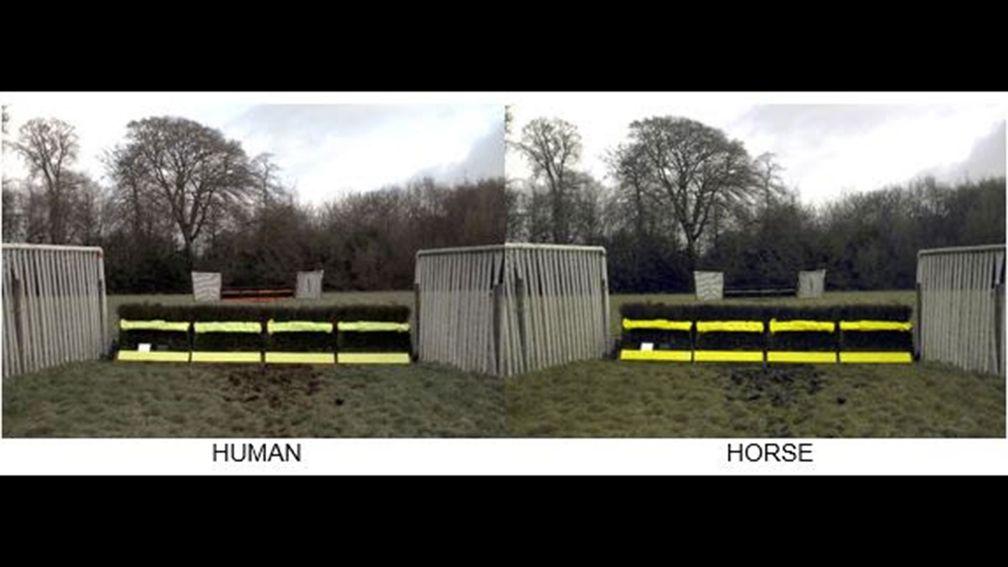 Different perspectives: how latest research suggests human and equine vision varies