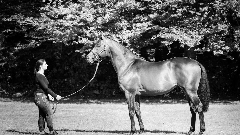 Pastorius: top-level winning sire has died at the age of 14 