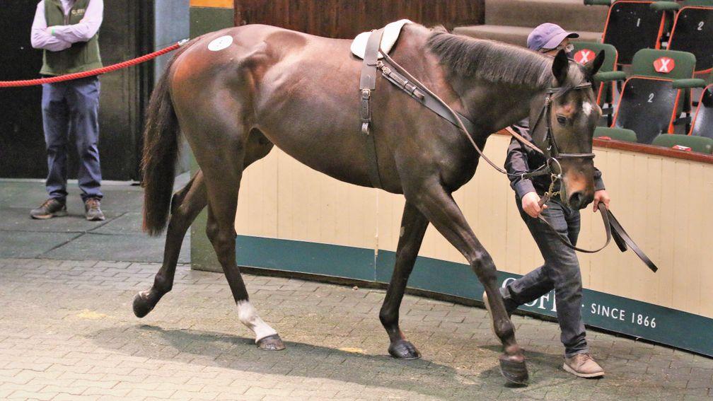 Lot 5: Altior's relation Top Dog sells to Gerry Hogan Bloodstock for €130,000