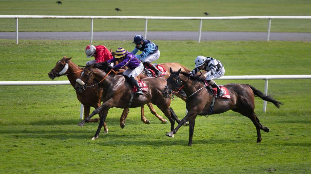 Jungle Jungle (purple): got off the mark at the 16th attempt when ridden by Seamie Hefferan for the first time earlier this month