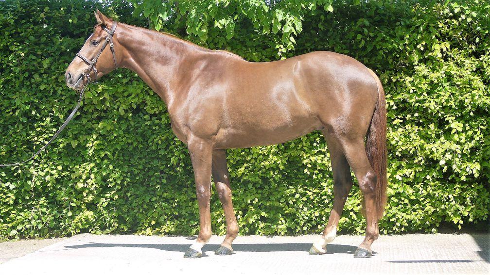 The son of Getaway out of a half-sister to Fiveforthree to be offered by Ballyreddin Stud at the Goffs UK Spring Store Sale