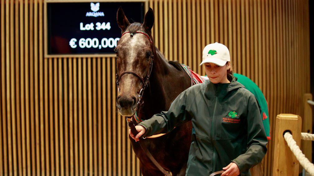 The Aga Khan Studs' Carini topped the opening session of Arqana's Autumn Sale at €600,000