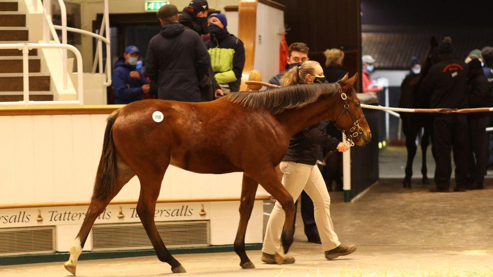 Lot 718, a Sea The Stars colt, topped the day at 170,000gns