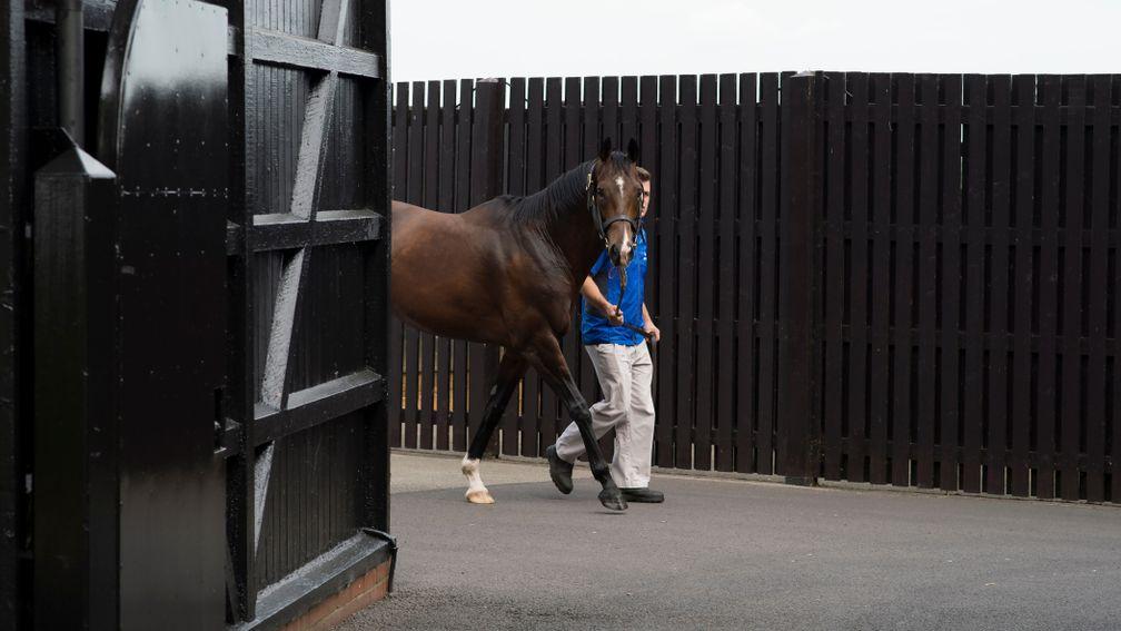 Fast Company at Dalham Hall Stud ahead of the Darley stallion parade