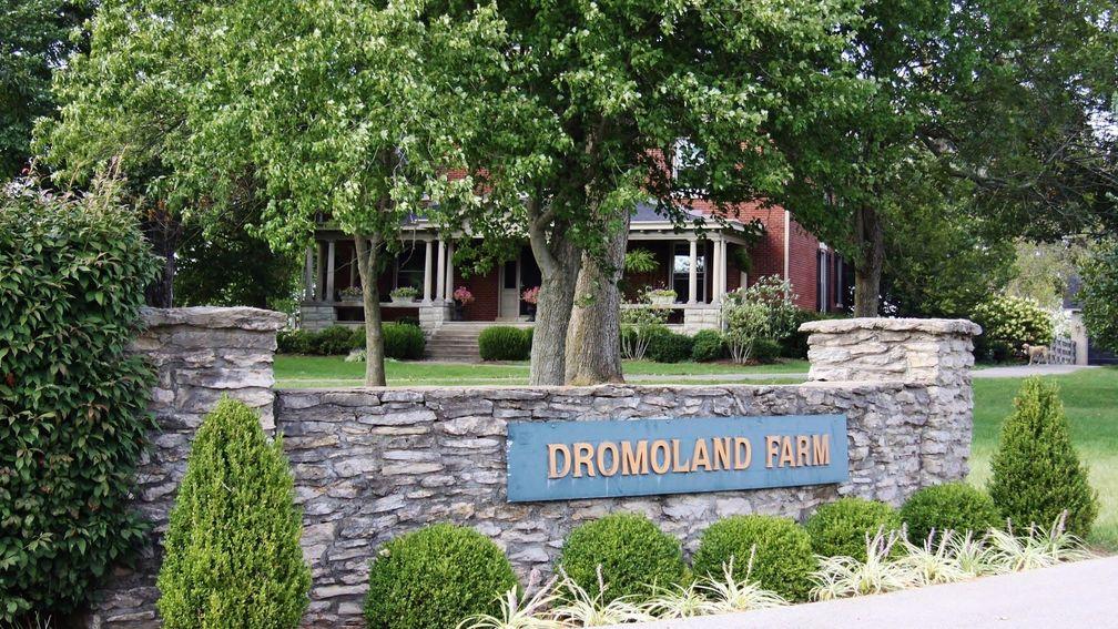Dromoland is punching above its weight with around 40 yearlings consigned from each crop