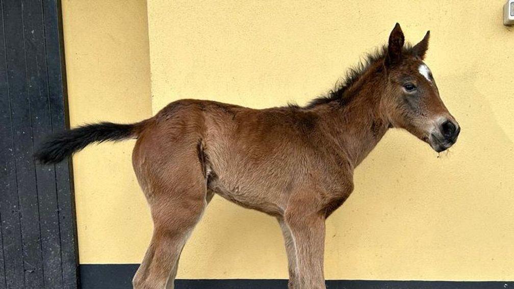 Rathmore Stud's St Mark's Basilica filly out of Prudenzia