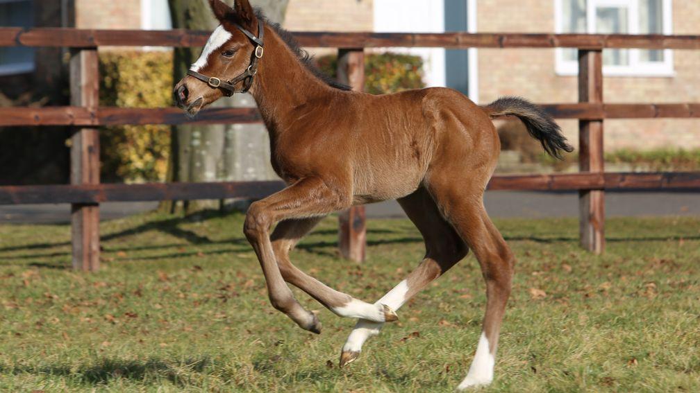 Juddmonte's Frankel filly out of Grade 3-winning and Group 1-placed Dansili mare Grand Jete
